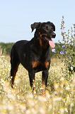 BEAUCERON 291